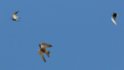 34